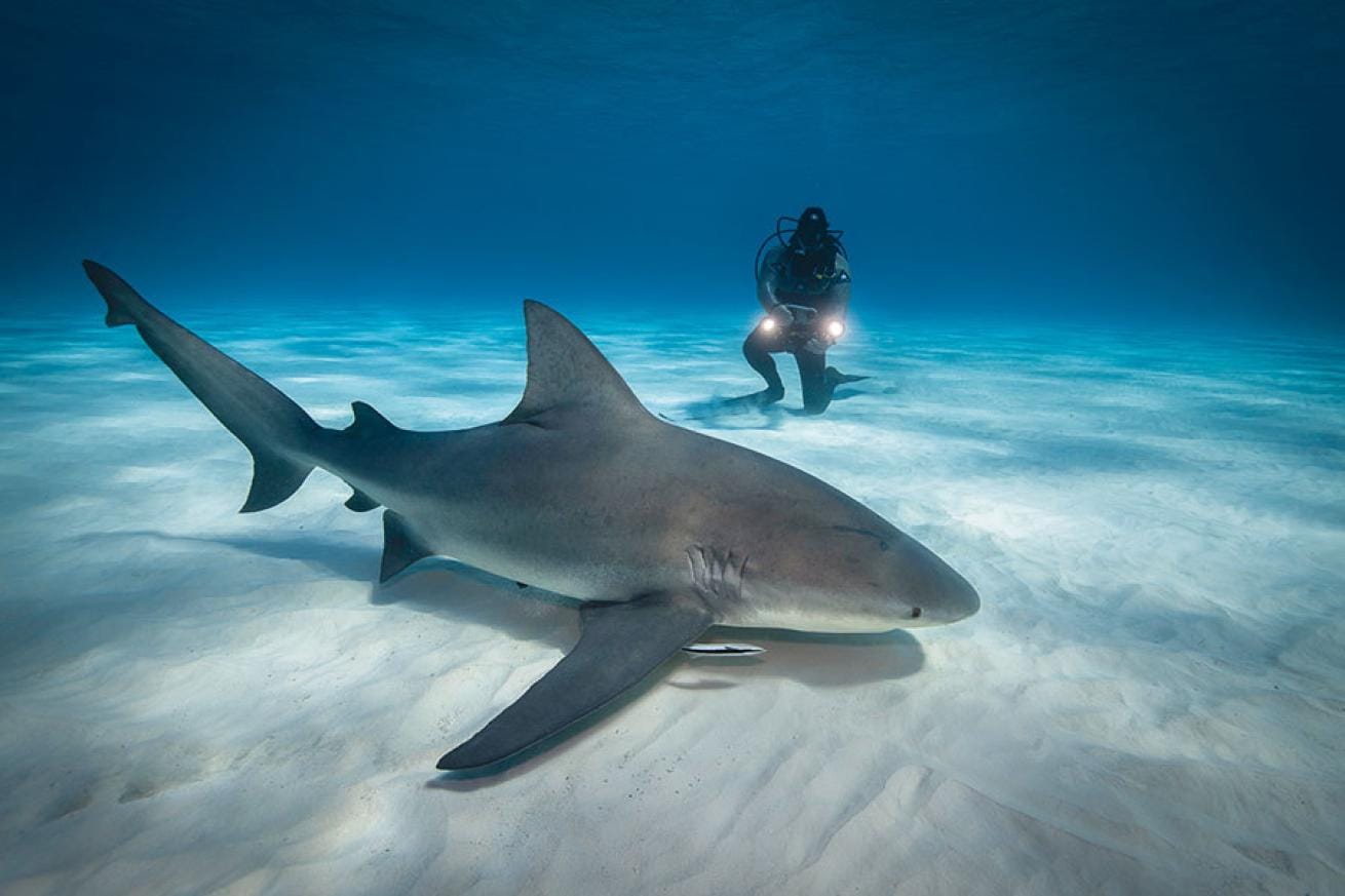 Adrenalin pur: DeepDiveMexico und die wilden Bullenhaie Mexiko
