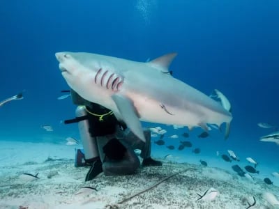 Adrenalin pur: DeepDiveMexico und die wilden Bullenhaie Mexiko