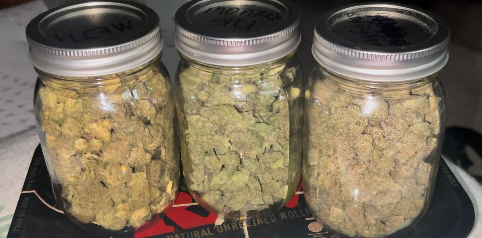 Perfekte Anzucht starten – Jetzt Cannabis Samen bestellen