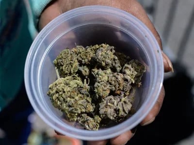 Perfekte Anzucht starten – Jetzt Cannabis Samen bestellen