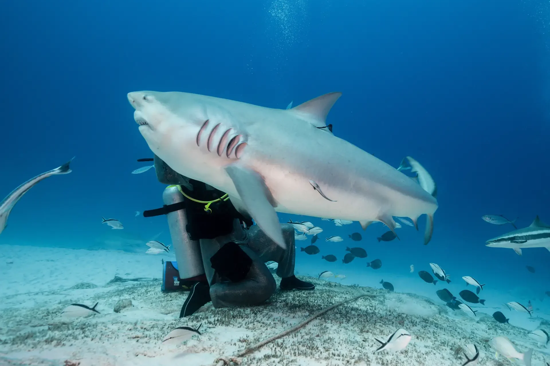 Adrenalin pur: DeepDiveMexico und die wilden Bullenhaie Mexiko