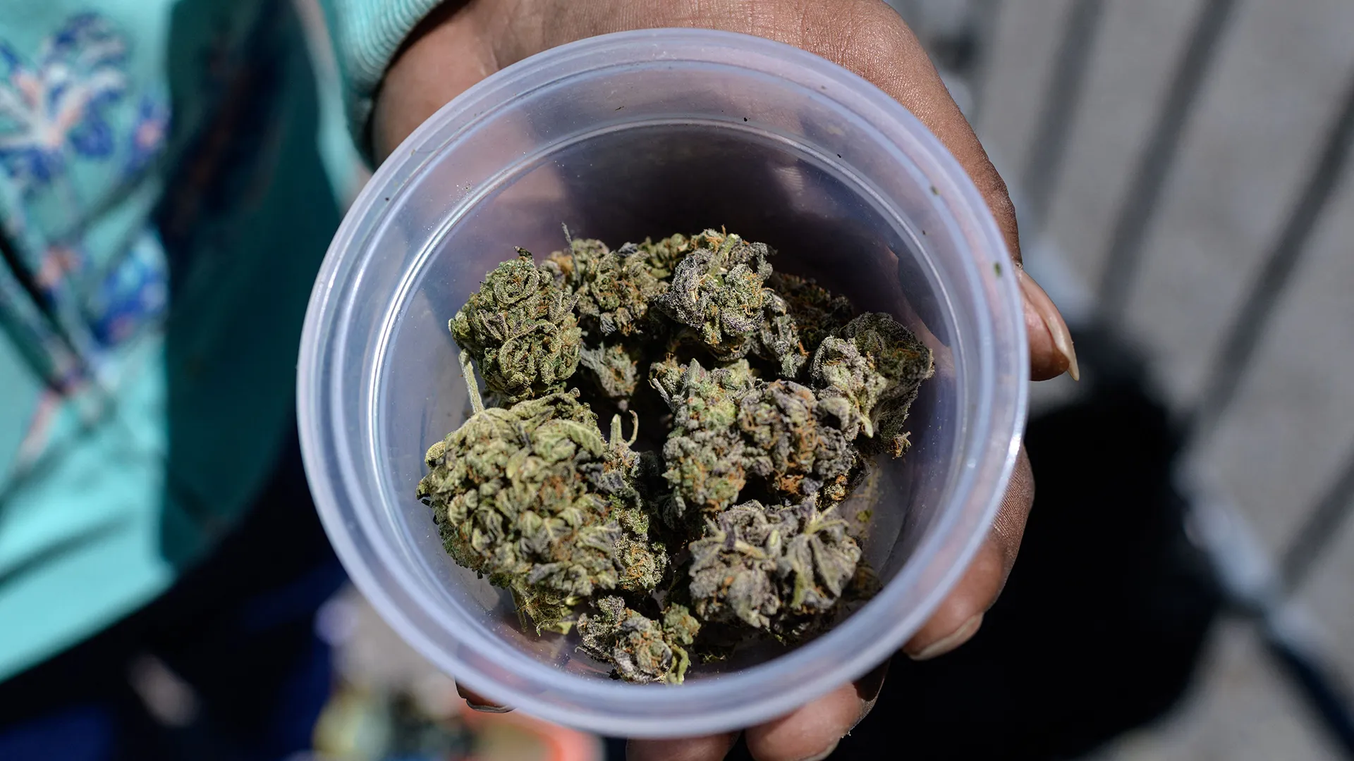 Perfekte Anzucht starten – Jetzt Cannabis Samen bestellen